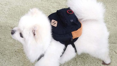 댕댕이 데이트 필수템! 득템찬스 놓치지 마세요🐶 강아지미니가방